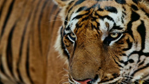WWF: Wildlife crime escalating