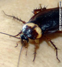 Cockroach milk is the protein you didn't know you've been missing