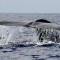 ocean blue whale