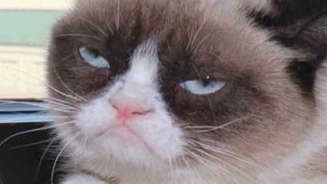 Grumpy Cat goes from meme to movie star