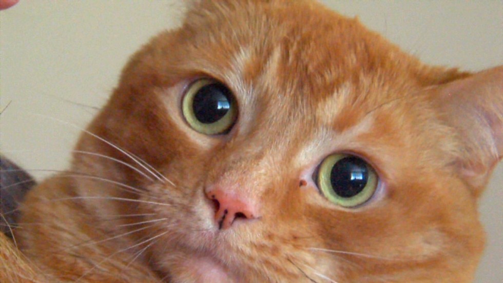 Cat survives fire, lives in dresser