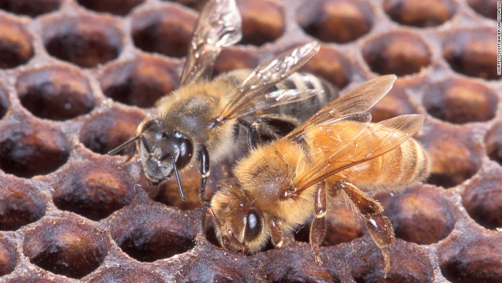 An Africanized honeybee (left) and a European honeybee on honeycomb. Despite color differences between these two bees, normally they can&#39;t be identified by eye.
Photo by Scott Bauer.
