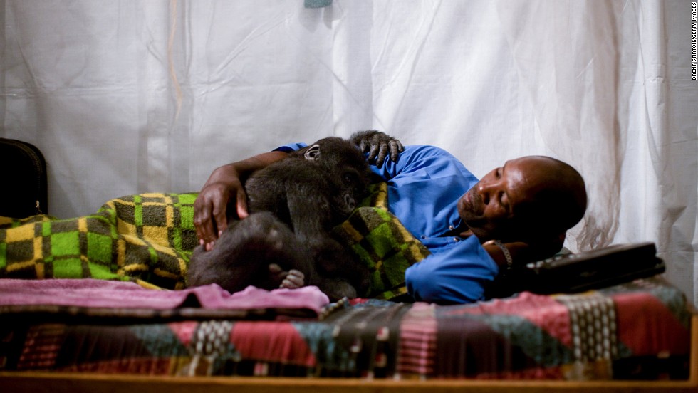 Mapendo, an orphan lowland gorilla, gets into bed with her caregiver in Goma.