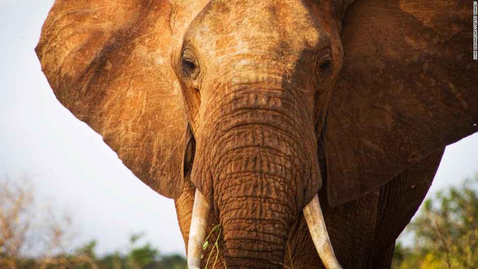 Massive elephant killed by hunter