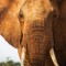 Elephant ivory 03