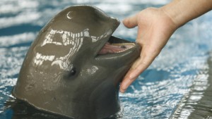 Rare porpoise in danger of extinction