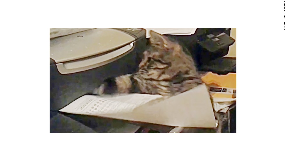 Distraction: Cat vs. printing paper