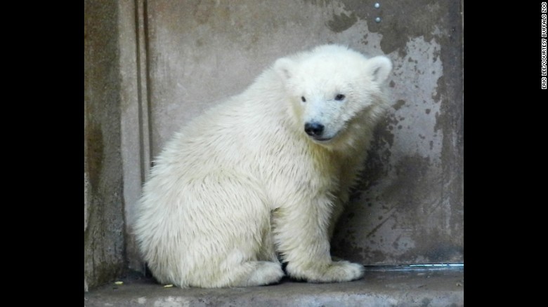 Sleeping polar bear cub captures hearts