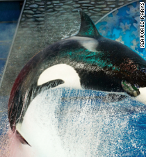 SeaWorld responds to questions about captive orcas, 'Blackfish' film - CNN.com