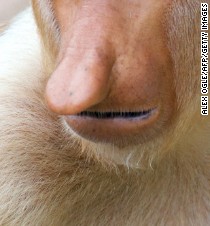 Search for the world's ugliest animal - CNN.com