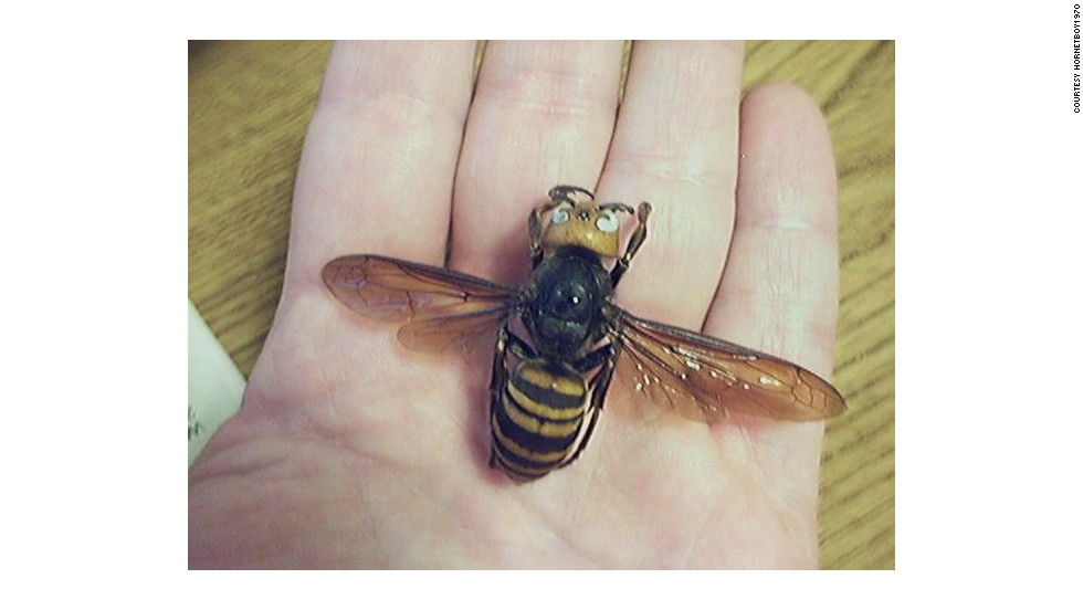 Picture of Asian Giant Hornet , Pictures of Asian Giant Hornet , Grey Asian Giant Hornet pictures, wallpaper of Asian Giant Hornet , Picture of a Asian Giant Hornet 