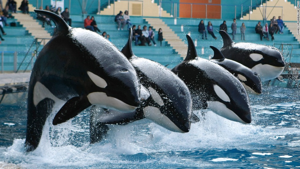 California bill would ban orca shows at SeaWorld - CNN.com