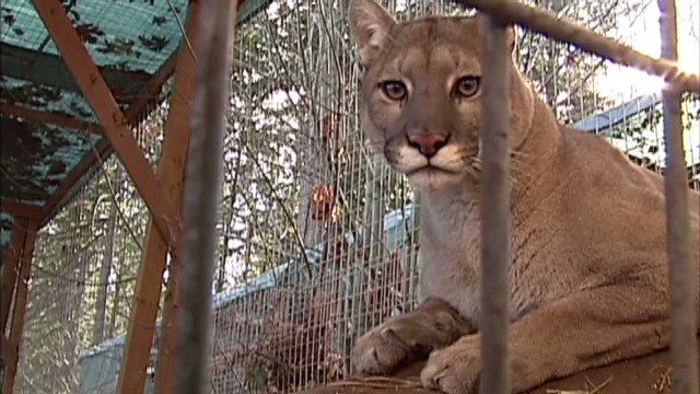 911 Calls Reveal A Desperate Bid To Pull Out Woman Mauled By Cougar