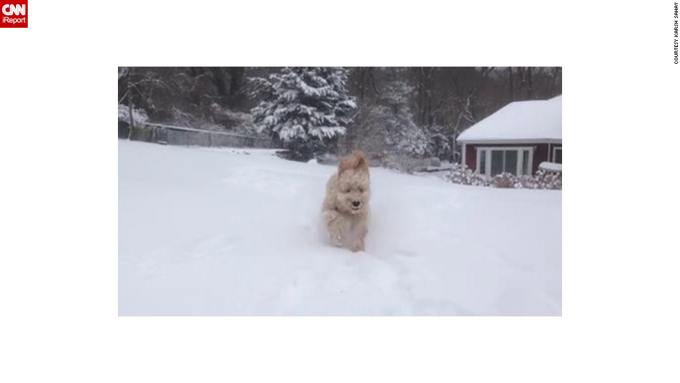 <a href="http://ireport.cnn.com/docs/DOC-1072214">Karsh Sahay's</a> goldendoodle puppy was beside himself when he ran out into the snow in Glen Head, New York, an area that had more than 10 inches of snowfall on January 2.