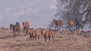 California's drought hurting its horses