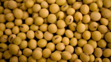 Farmers have a long history of cross-breeding plants. However, once it was understood how to splice DNA and alter it in a plant, the technology was used to enhance certain traits in crops, making them more resistant to some pests and fortifying them with more nutrients. The first genetically modified food approved for human consumption by the Food and Drug Administration was the Flavr Savr tomato in 1994. It was modified to not get quickly squishy and thus survive transport with flavor and texture in tact. Soybeans are one of the most commonly modified plants. Today, the FDA is considering whether to approve genetically modified salmon, which can grow twice as fast as their nonmodified brethren.