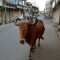 A cow walks down a near-deserted empty street during morning hours in the old city of Ahmedabad on November 16, 2012. Widening income gaps and rising numbers of unskilled young people could derail India's economic growth, speakers at a high-profile economic conference warned on November 8. AFP PHOTO/ PUNIT PARANJPE (Photo credit should read PUNIT PARANJPE/AFP/Getty Images)