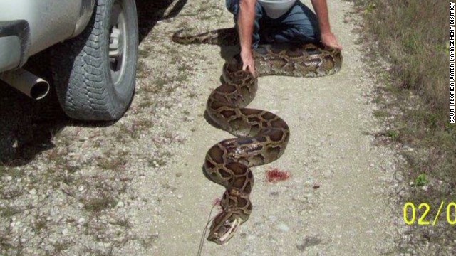 18 Foot Python Found In Florida