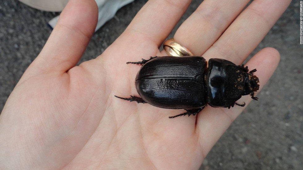 Meet The Beetles Hawaii Mobilizes To Fight Bug Invasion CNN