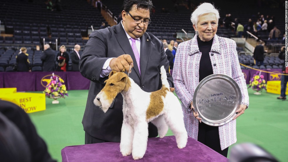  westminster dog show 