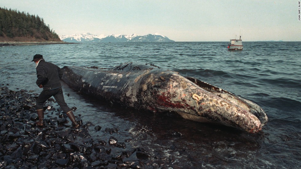 Реферат: An Overview Of The Exxon Valdez Oil