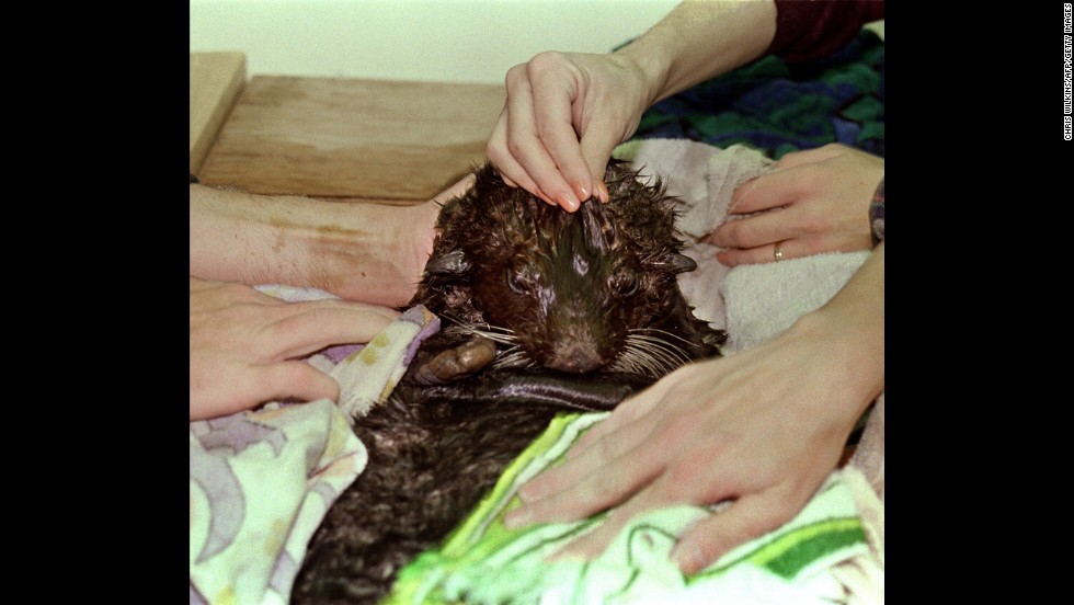 Workers dry off a sea otter after it was cleaned up. About 2,800 sea otters died the first year after the spill -- right afterward 1,000 carcasses were found -- and hundreds  more have died since from digging clams in beaches that were still contaminated with oil.
