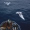 01 whale hunting RESTRICTED