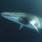 02 whale huting RESTRICTED