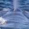 04 whale hunting RESTRICTED