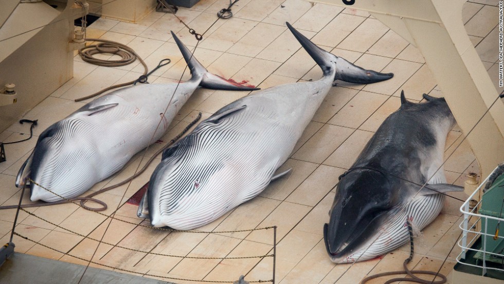 Three dead minke whales lie on the deck of the Japanese whaling vessel Nisshin Maru in the Southern Ocean. 