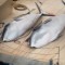 06 whale hunting RESTRICTED