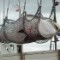 05a whale hunting RESTRICTED