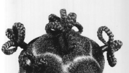 Atiai, 1970. Ojeikere's work has been described as Modernist fashion photography which documents not only hair, but a nation undergoing immense change following post-colonization.