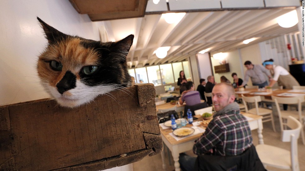 Catching! Cat cafes take over world
