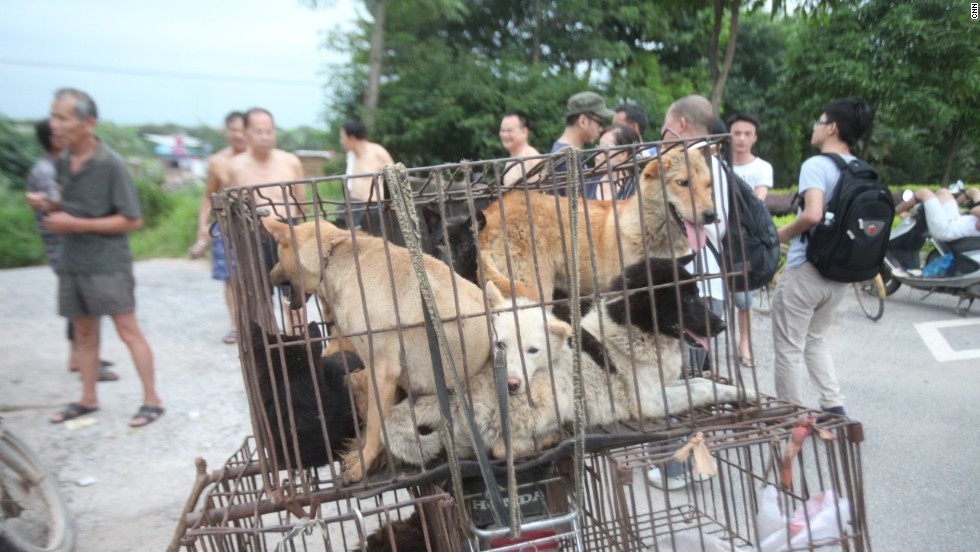 Undeterred, Chinese festival serves up dog and cat meat