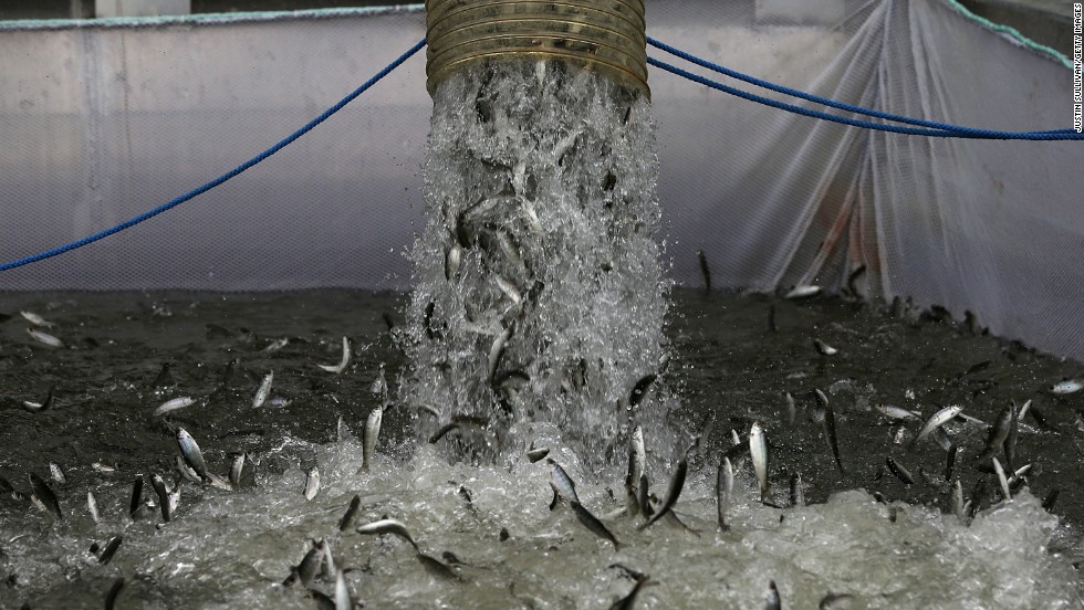 Fingerling Chinook salmon are dumped into a holding pen as they are transferred from a truck into the Sacramento River in March 2014. Low water levels forced wildlife officials to truck more than 400,000 fish nearly 300 miles. They usually make the trip on their own.