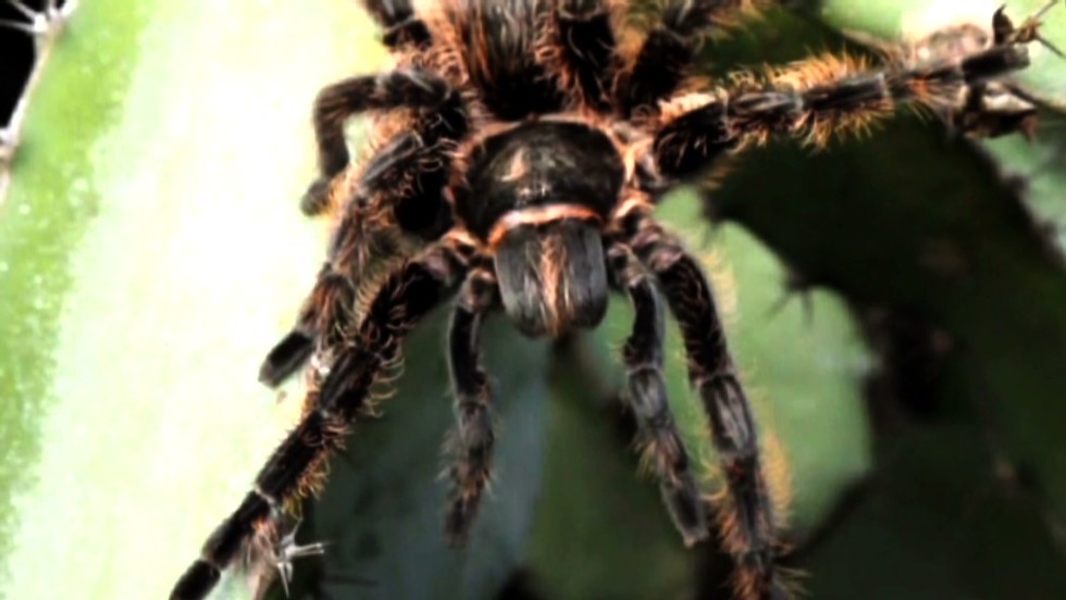 With a tarantula roaming about, Delta calls off flight