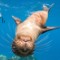 Galapagos sea lions (Zalophus wollebaeki) underwater with snorkelers on Champion Island in the Galapagos Island Archipelago, Ecuador.