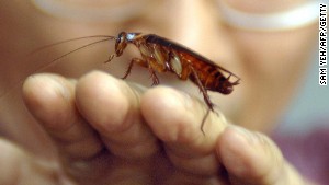 The cockroach is one of the hardiest creatures on the planet; it can live for a month without food.