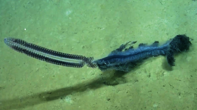 Rare deep-sea creature caught on video - CNN Video