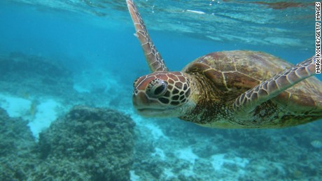 LADY ELLIOT ISLAND, AUSTRALIA - JANUARY 15: A Hawksbill sea turtle is seen swimming on January 15, 2012 in Lady Elliot Island, Australia. Lady Elliot Island is one of the three island resorts in the Great Barrier Reef Marine Park (GBRMPA) with the highest designated classification of Marine National Park Zone by GBRMPA. The island of approximately 40 hectares lies 46 nautical miles north-east of the Queensland town of Bundaberg and is the southern-most coral cay of the Great Barrier Reef. (Photo by Mark Kolbe/Getty Images)