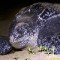 WWF leatherback turtle