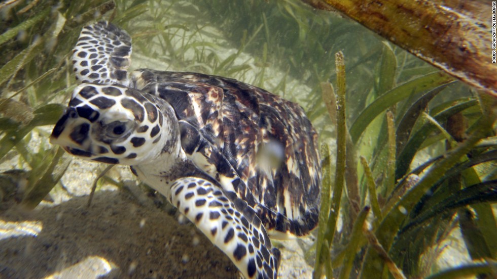 The existence of Hawksbill sea turtles have been traced back 100 million years. Now they are critically endangered, the WWF says.