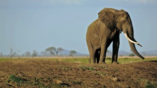 (FILES) A picture taken on October 14, 2013 shows an elephant in Mikumi National Park, which borders the Selous Game Reserve, Tanzania. A third of all illegal ivory seized in Asia comes from Tanzania, and the safari tourism destination has lost over half of its elephants in the last five years, according to the Tanzanian Elephant Protection Society (TEPS). There are 60,000 left but, if poaching continues unabated, Tanzania may see all of its elephants eradicated by the year 2020. The Tanzanian government recently announced plans to train 1,000 new park rangers and buy four helicopters, with much of the money coming from the Howard Buffet Foundation. AFP PHOTO/Daniel Hayduk (Photo credit should read Daniel Hayduk/AFP/Getty Images)