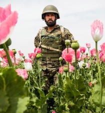 Opium fuels the stalemate in America's longest war