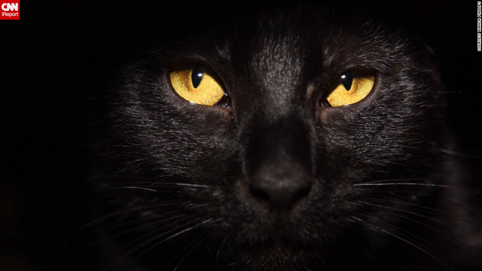 To be a black cat on Halloween - CNN.com