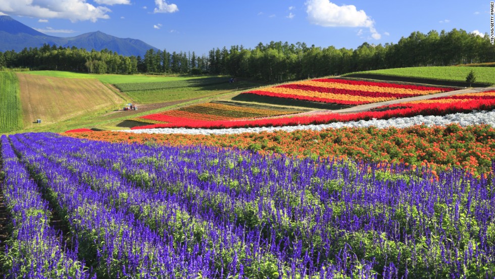 Blooming flowers bring swaths of color to Hokkaido, the least developed of Japan&#39;s four main islands. The island&#39;s summers are usually sunny and clear, attracting tourists looking to camp and hike in the wide-open spaces. Lavender and tulips are among the flowers cultivated on the hills from spring to fall.