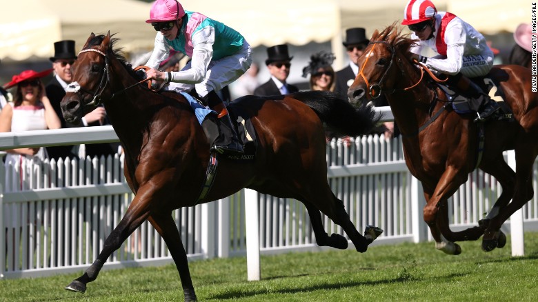 A throroughbred races to the finish line at Ascot in 2014. 