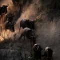 animal migration - wildebeest