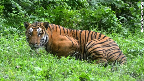 In this photograph taken on December 21, 2014, a Royal Bengal Tiger pauses in a jungle clearing in Kaziranga National Park, some 280kms east of Guwahati.